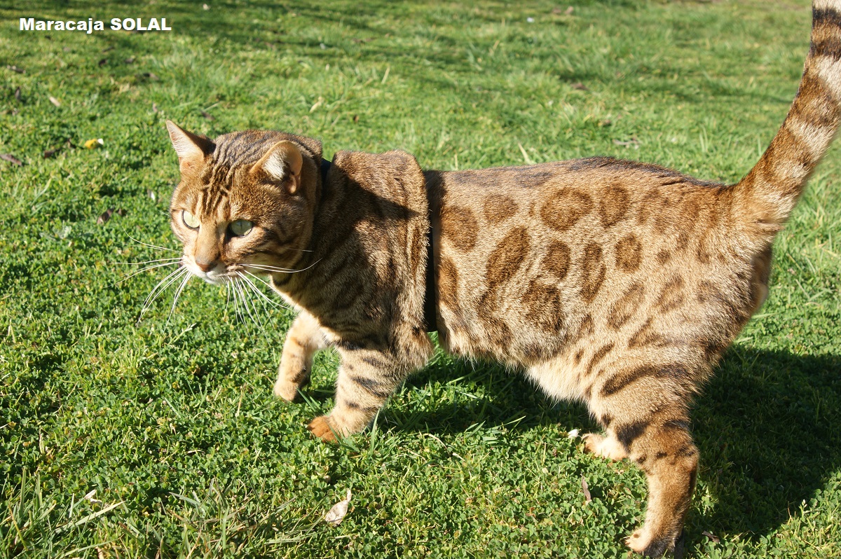 Kawalik Illora silver charcoal rosetted